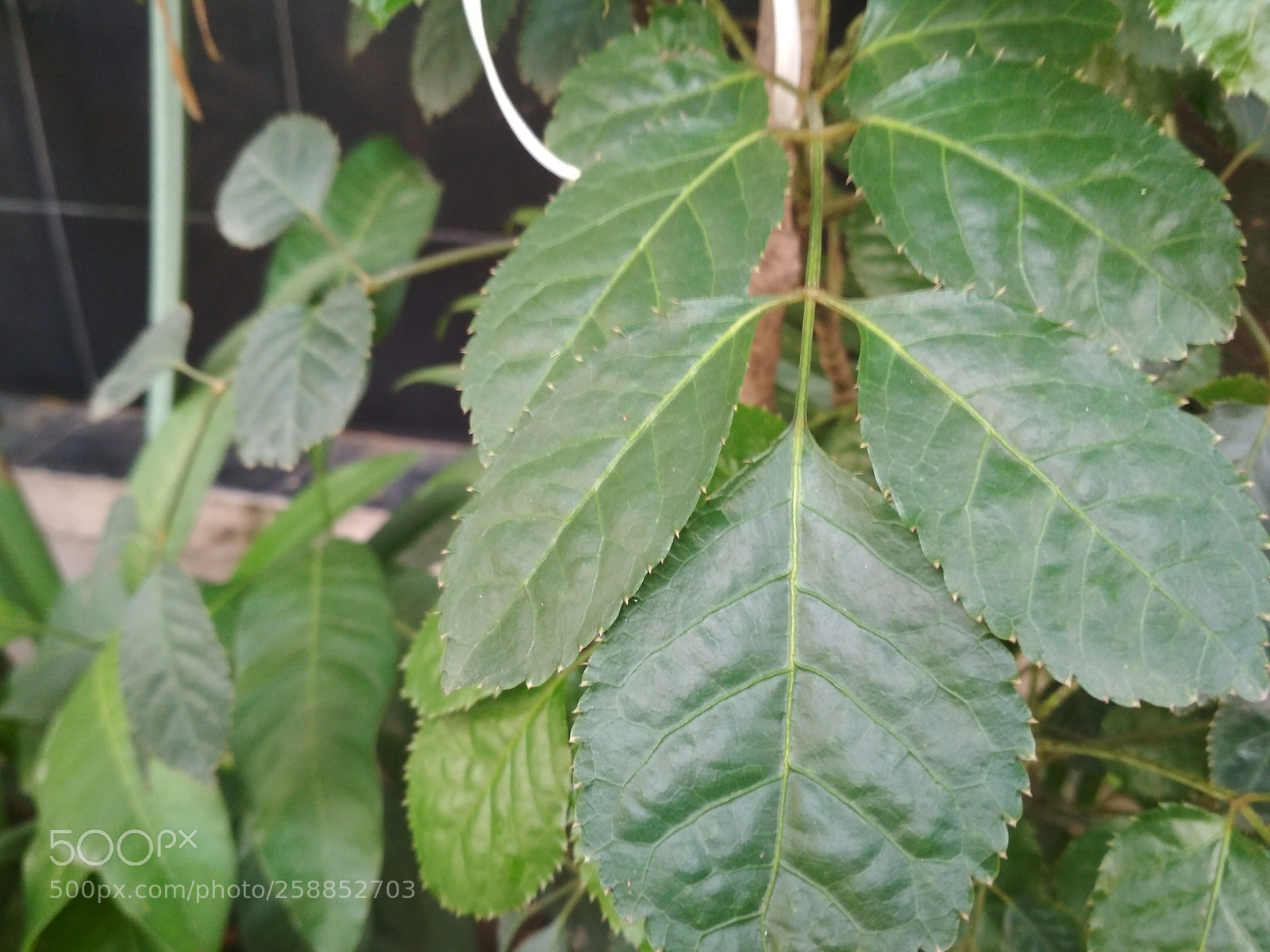 Xiaomi Redmi 4X sample photo. Untitled photography
