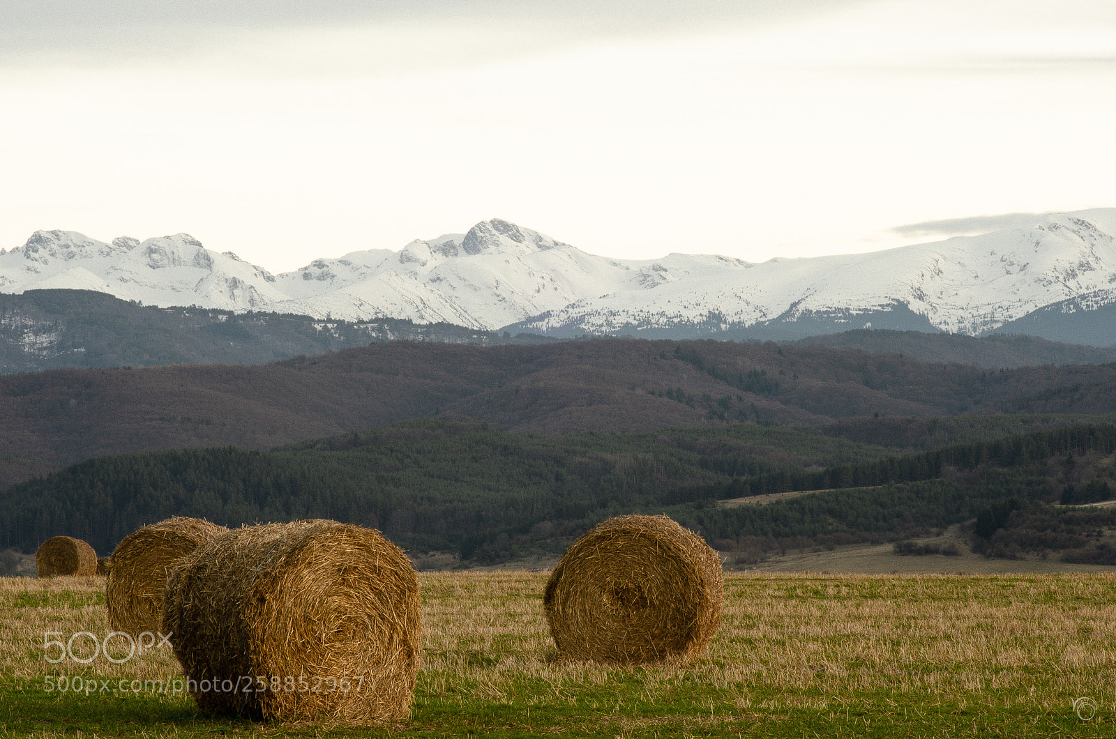 Nikon D7000 sample photo. Bales awaken from winter photography