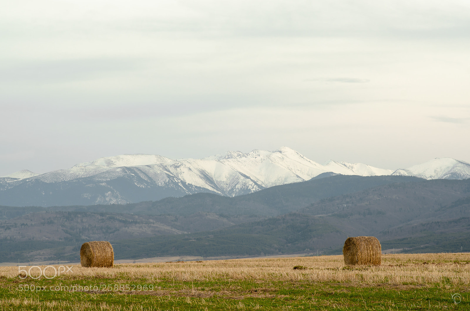 Nikon D7000 sample photo. Bales awaken from winter photography