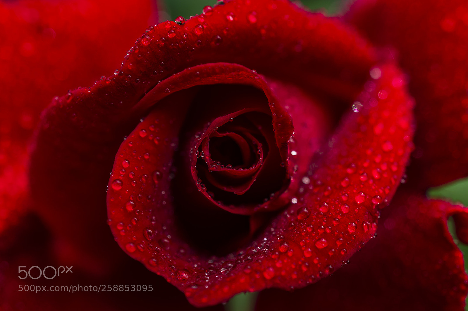 Sony Alpha a5000 (ILCE 5000) sample photo. Deep red photography