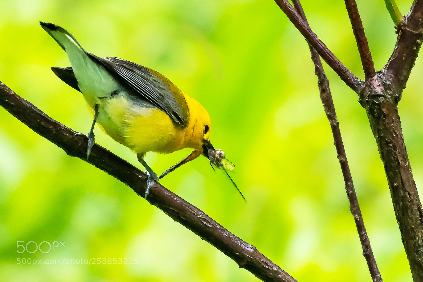 Nikon D850 sample photo. Warbler and dragonfly photography