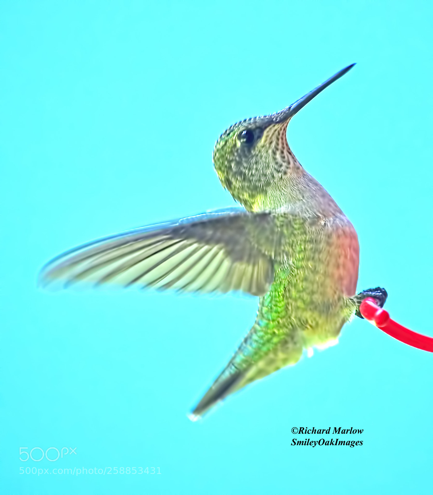 Nikon D5000 sample photo. Hummingbird photography