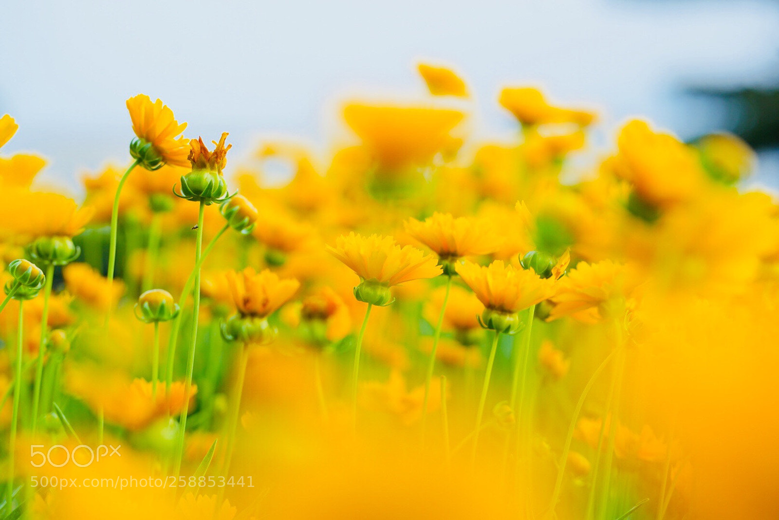 Sony a7 II sample photo. 菊花 photography
