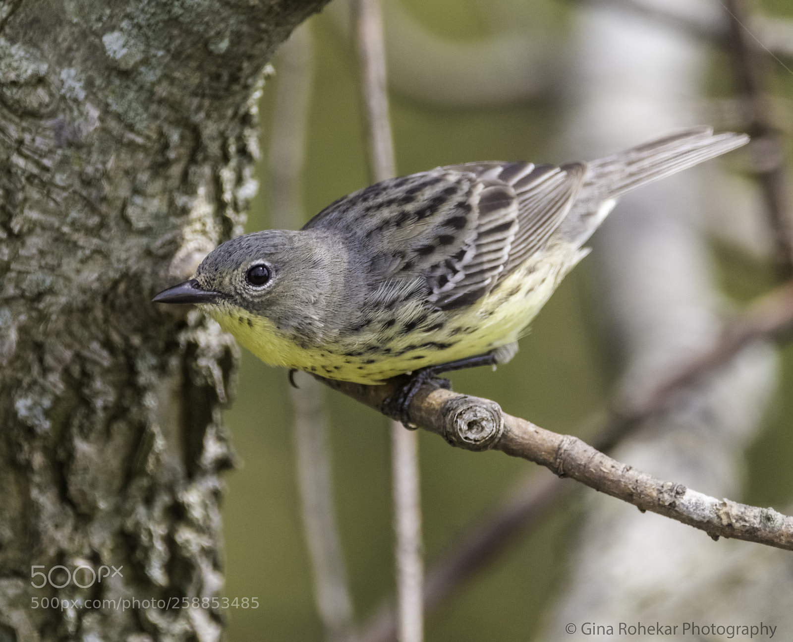 Nikon D850 sample photo. Kirtland's warbler (female) photography