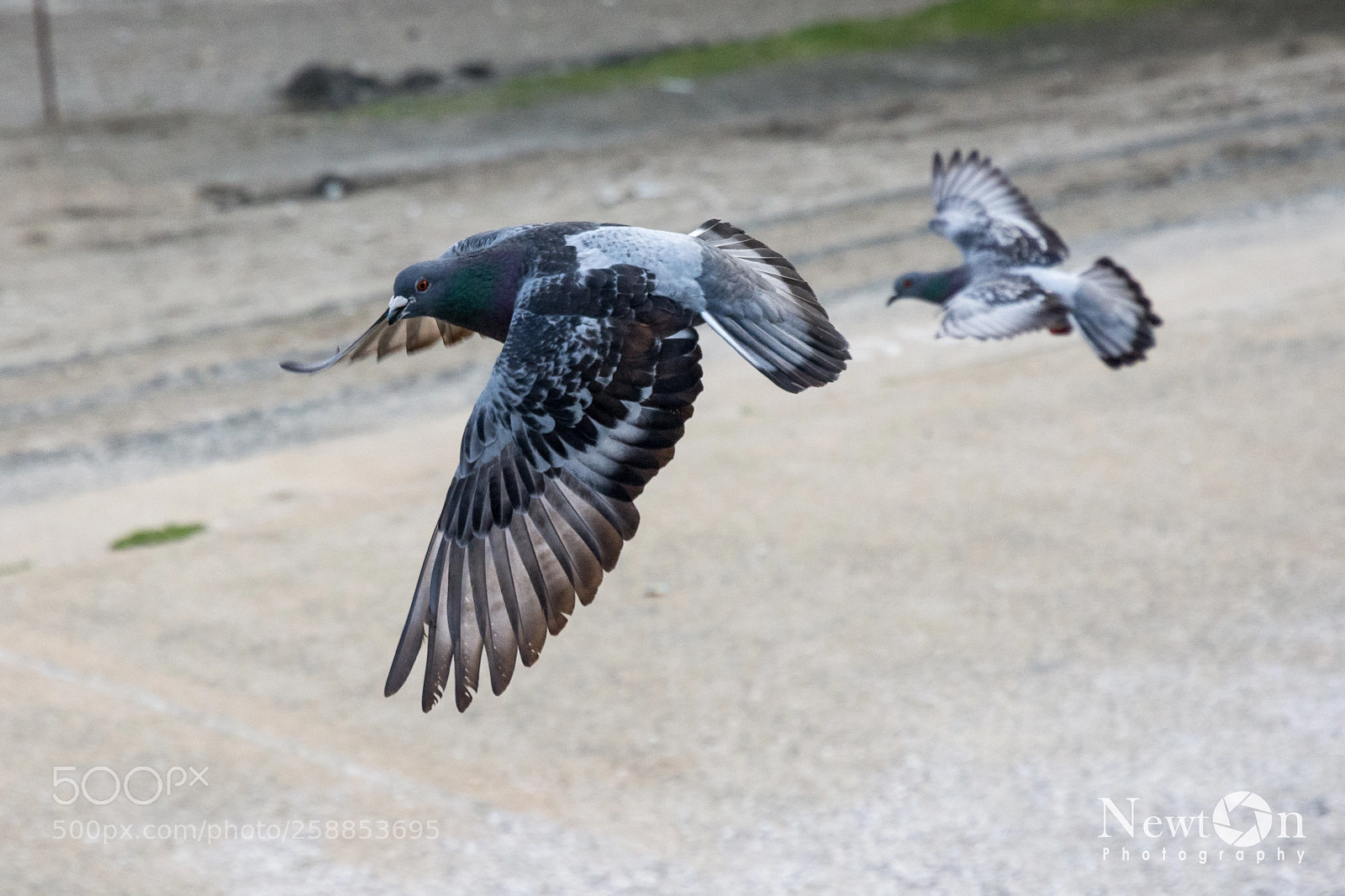 Nikon D7200 sample photo. Pigeon photography