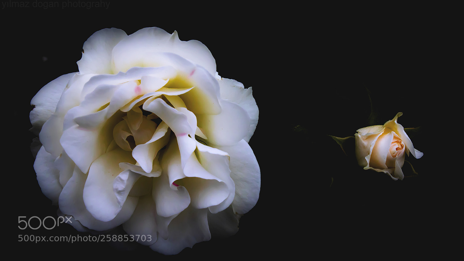 Canon EOS 750D (EOS Rebel T6i / EOS Kiss X8i) sample photo. Rose photography