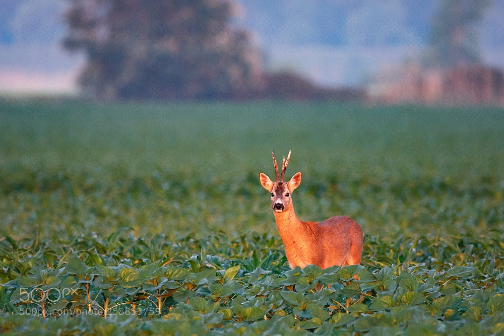 Canon EOS 40D sample photo. In the sunrise photography
