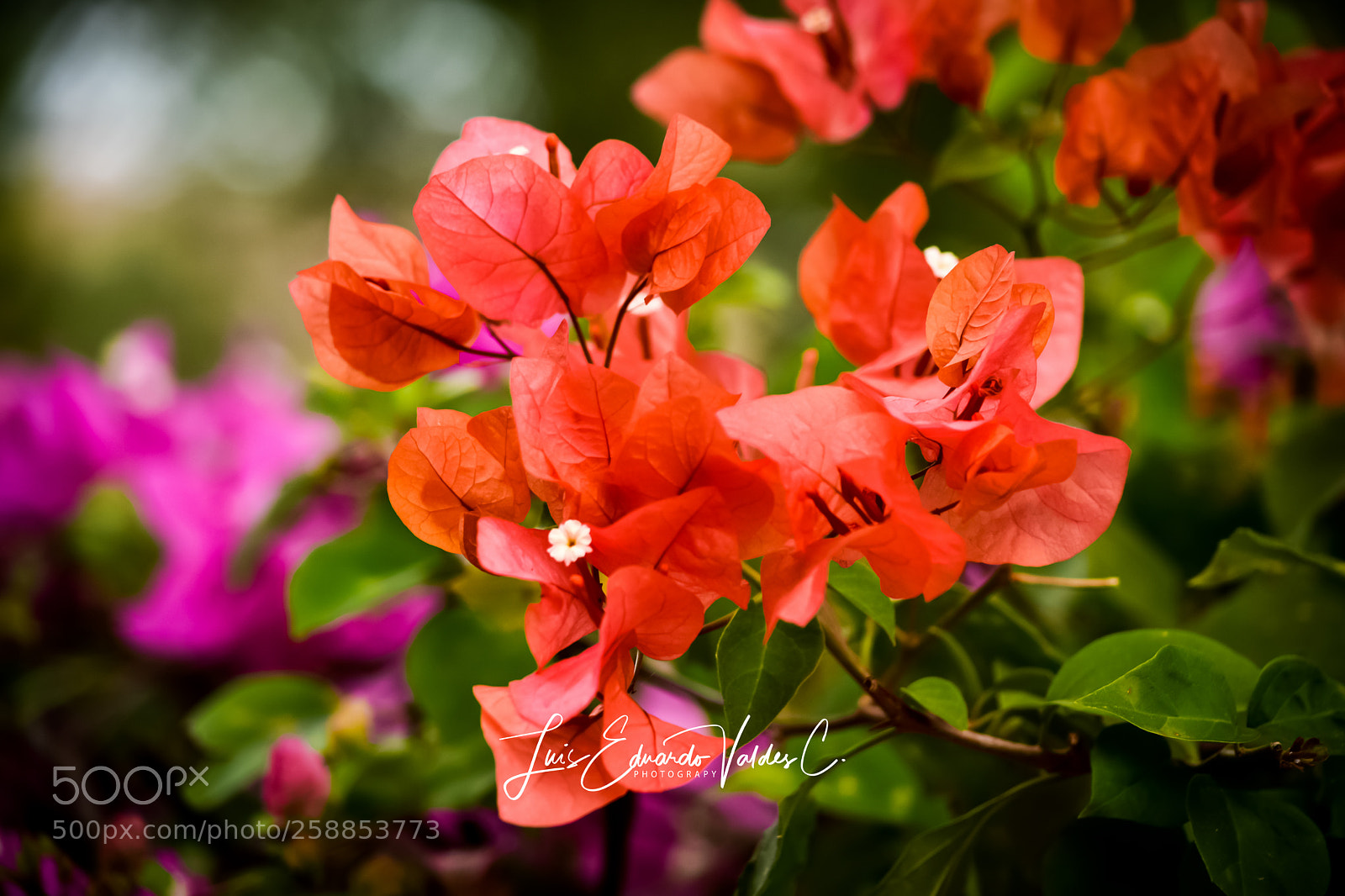 Nikon D7200 sample photo. Garden photography