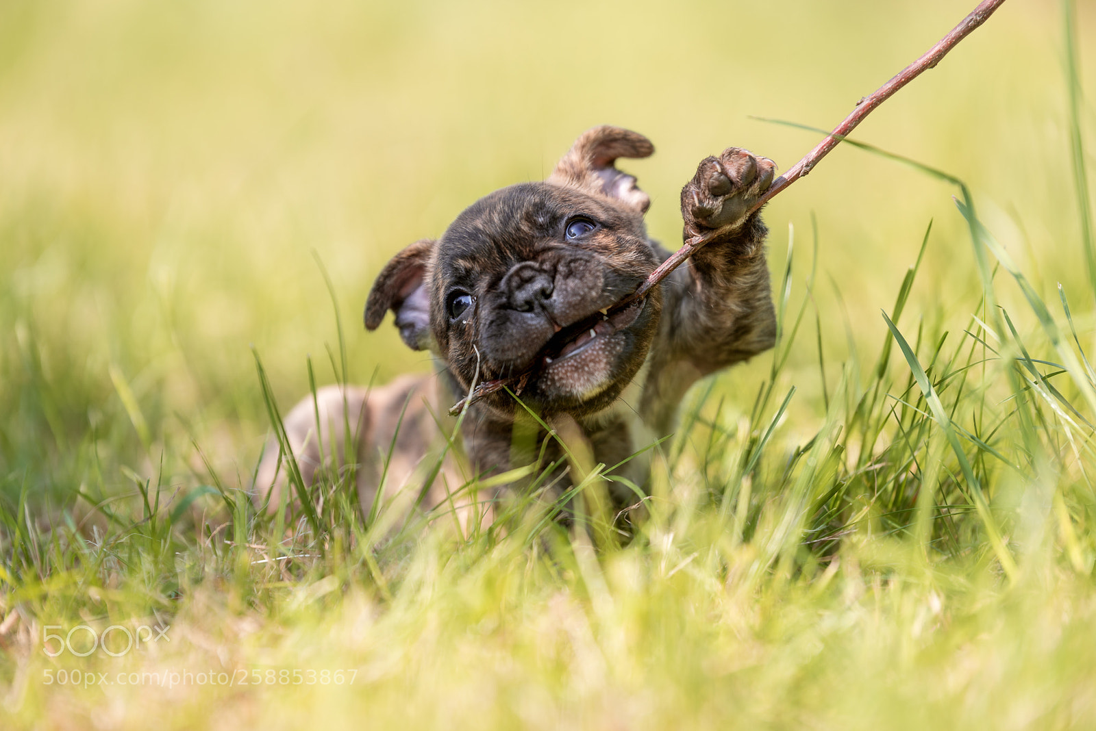Nikon D750 sample photo. Play-time photography