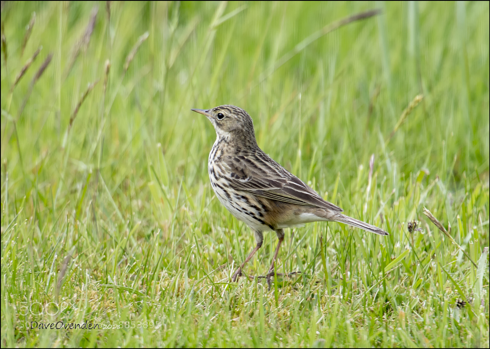 Canon EOS-1D X Mark II sample photo. Thrush photography