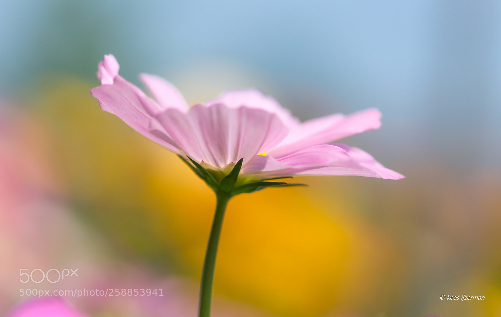 Sony SLT-A77 sample photo. Cosmea. photography