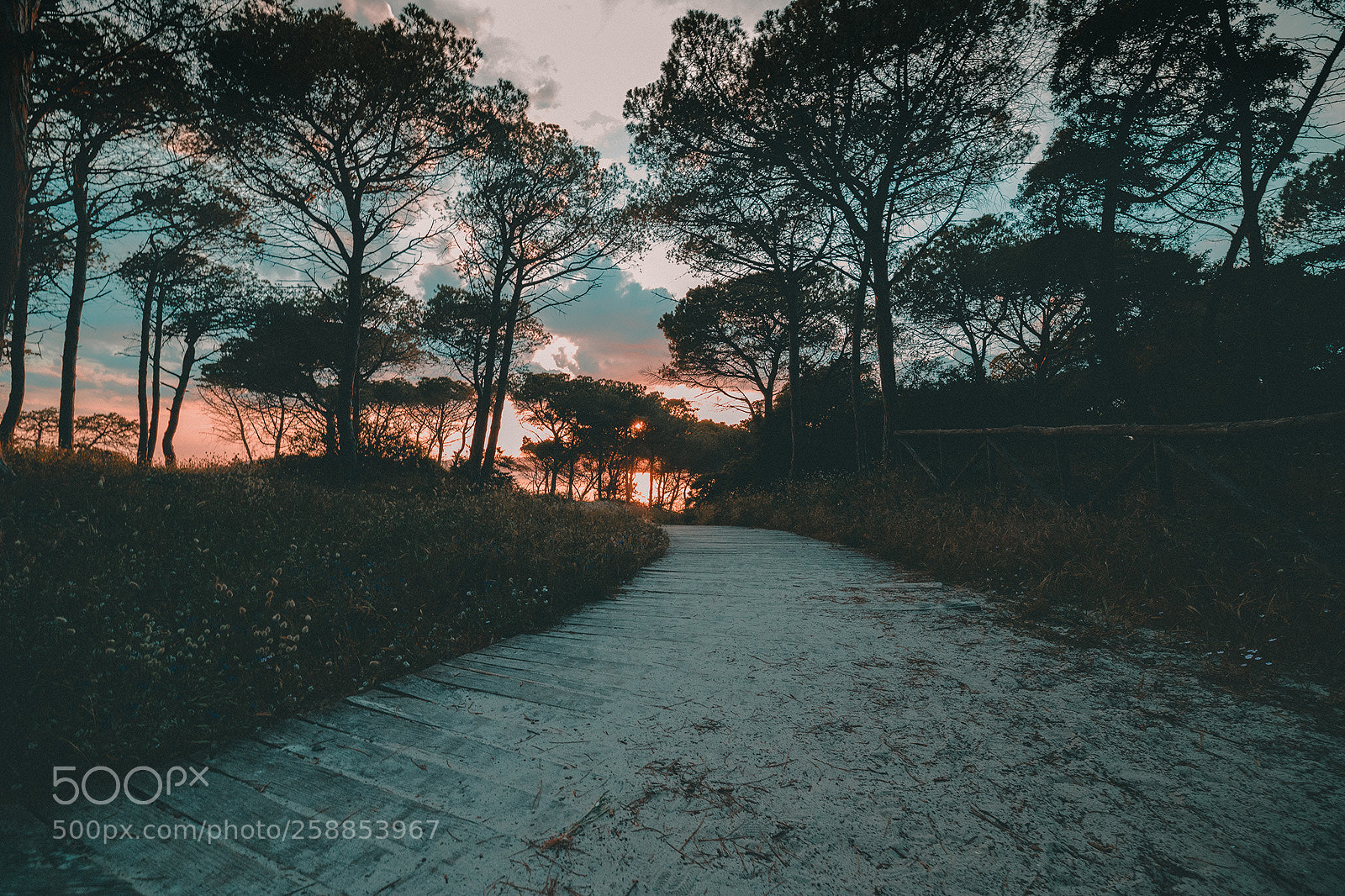 Canon EOS 6D Mark II sample photo. Pathway photography