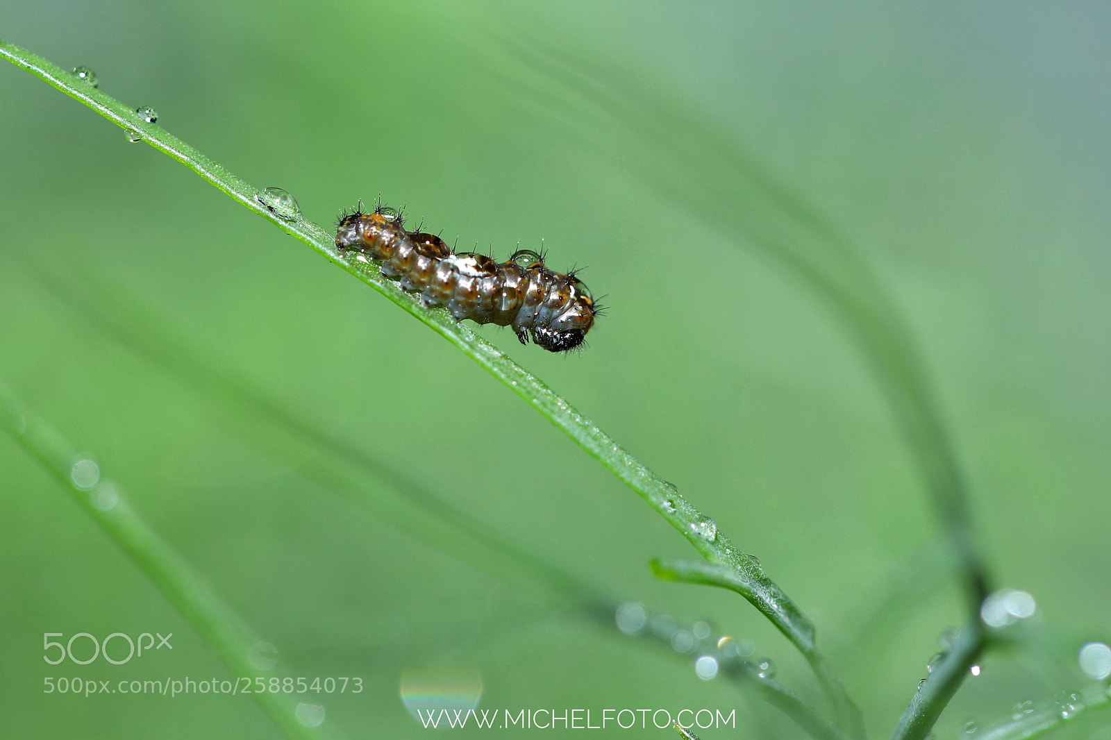 Canon EOS 5D Mark IV sample photo. Untitled photography