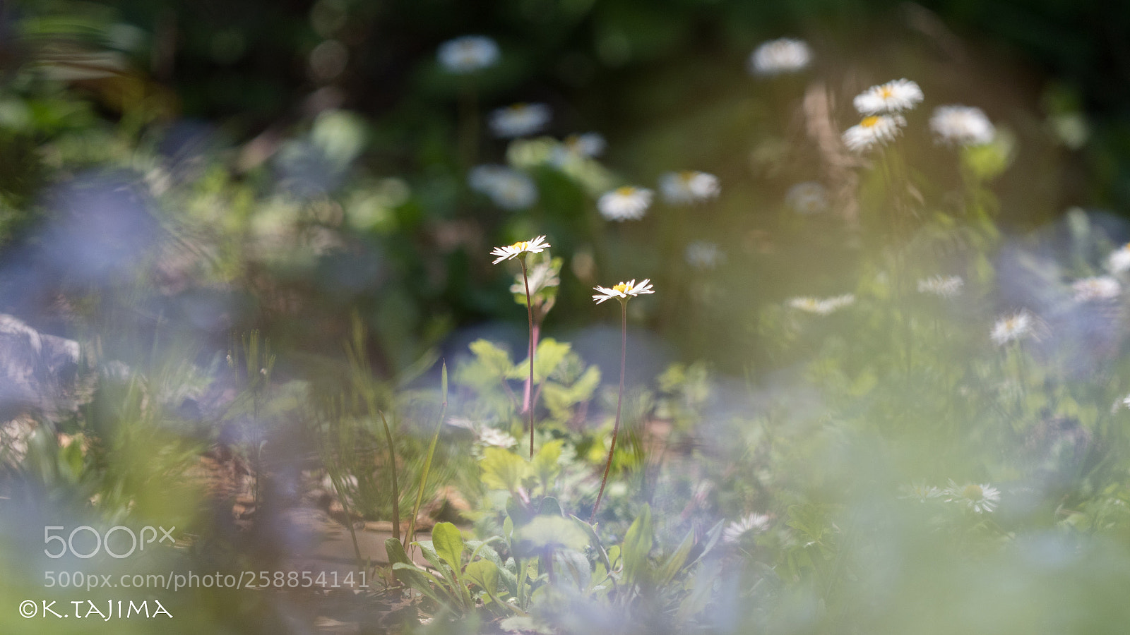 Olympus OM-D E-M1 Mark II sample photo. Two flowers. photography