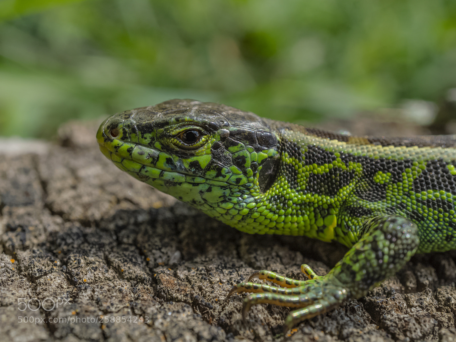 Sony Alpha a5000 (ILCE 5000) sample photo. Lil lizard photography