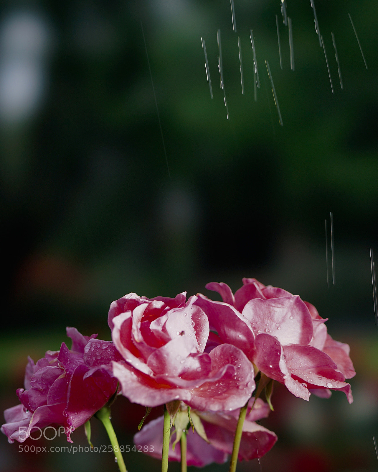 Sony a7 II sample photo. 雨霖铃 photography