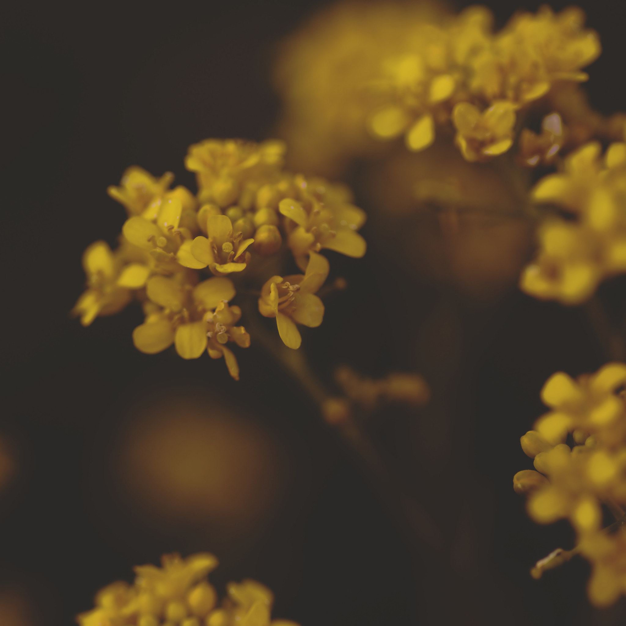 Sony SLT-A65 (SLT-A65V) + Tamron SP AF 90mm F2.8 Di Macro sample photo. Florals  #1/5 photography