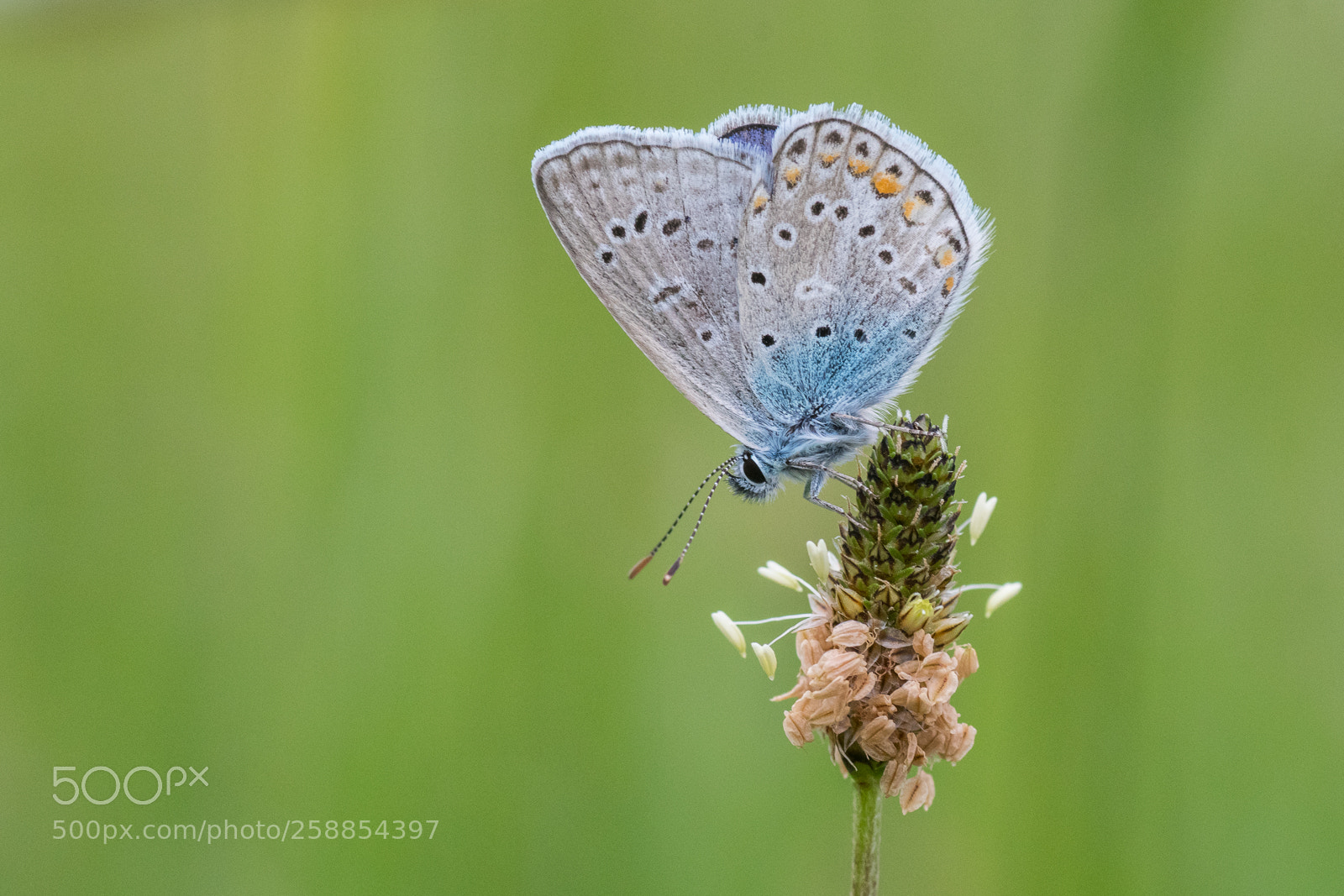 Nikon D500 sample photo. Polyommatus icarus photography