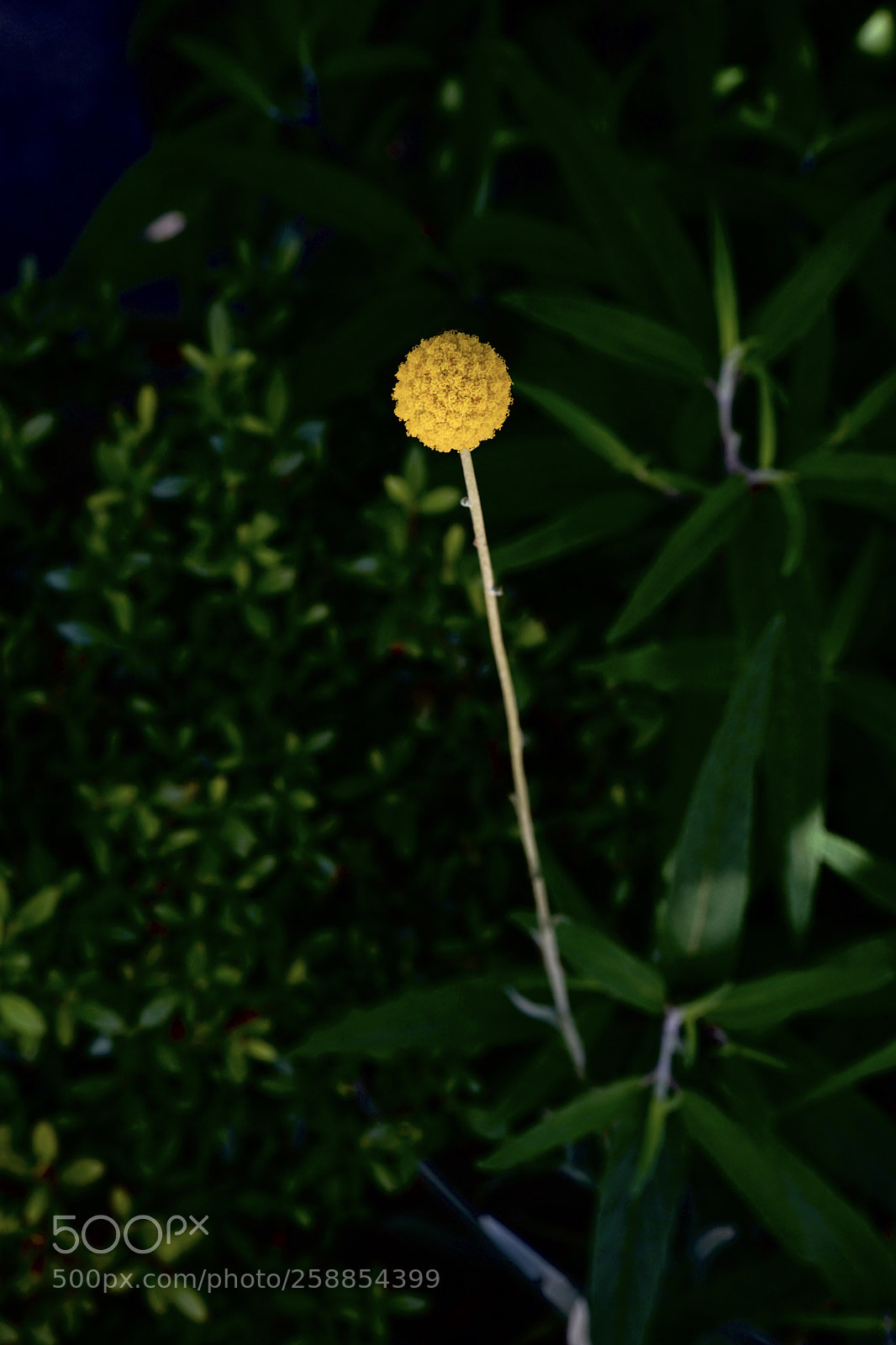 Sony a7 II sample photo. The gold in darkness photography