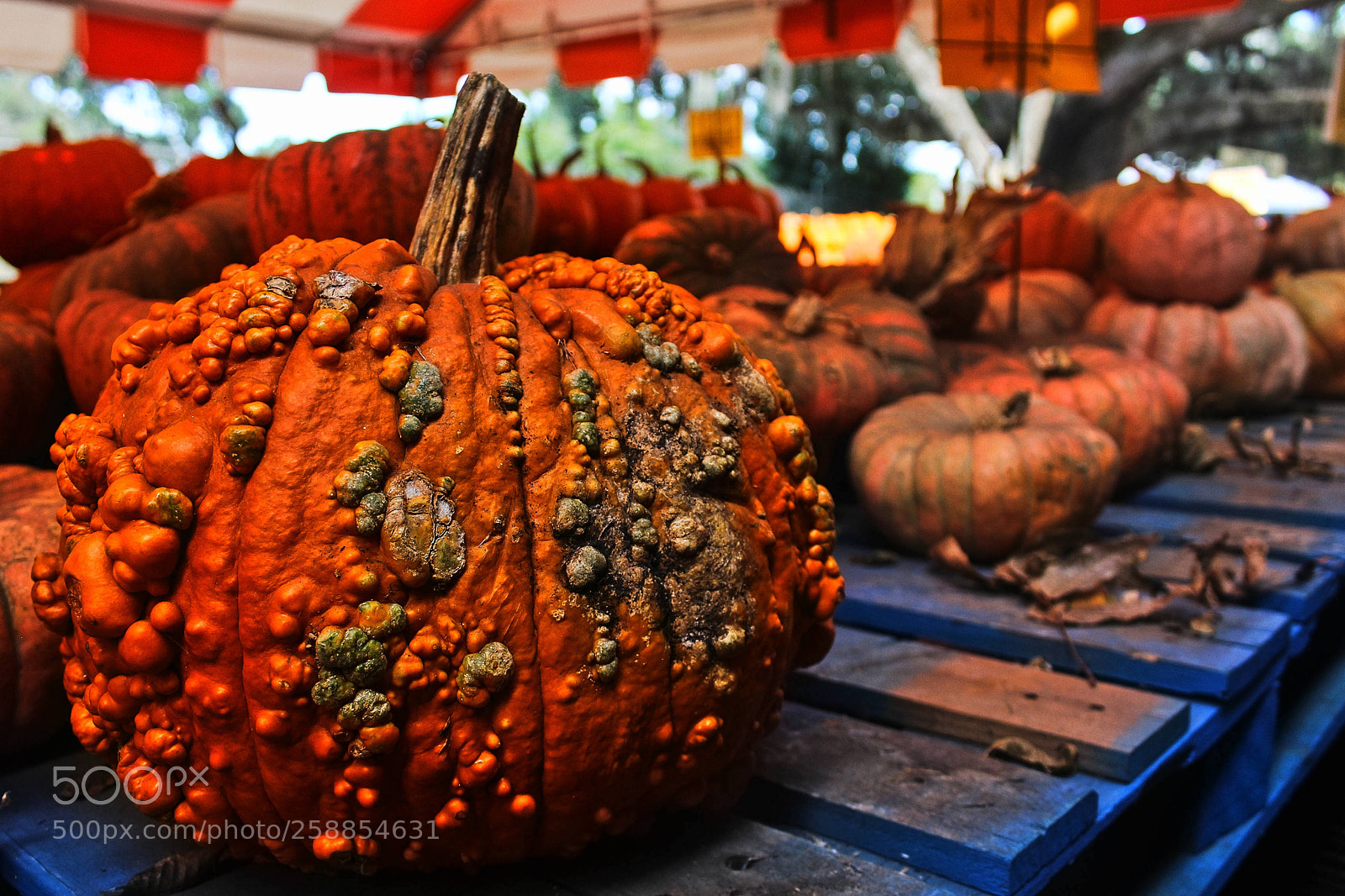 Canon EOS 1200D (EOS Rebel T5 / EOS Kiss X70 / EOS Hi) sample photo. The big pumpkin photography