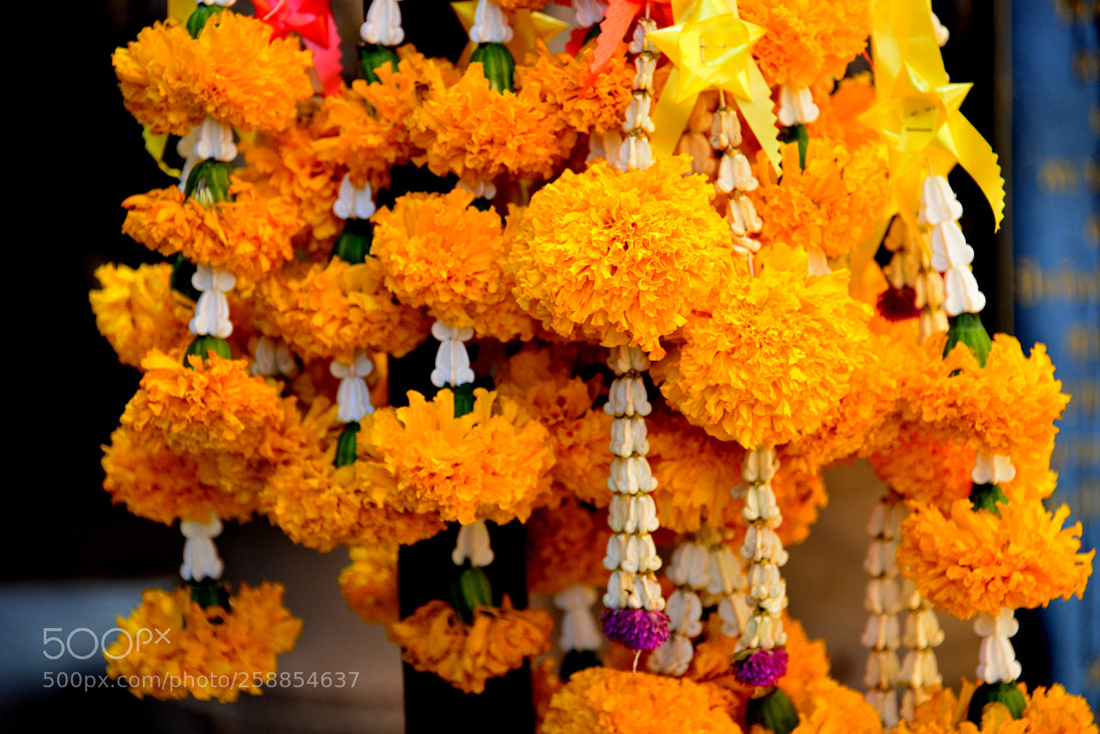Nikon D800 sample photo. Flowers in the wat photography