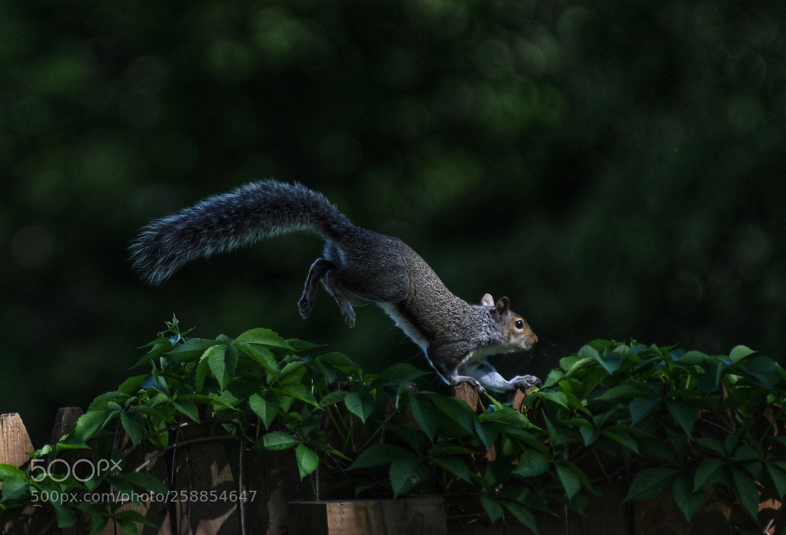 Nikon D500 sample photo. Squirrel  photography