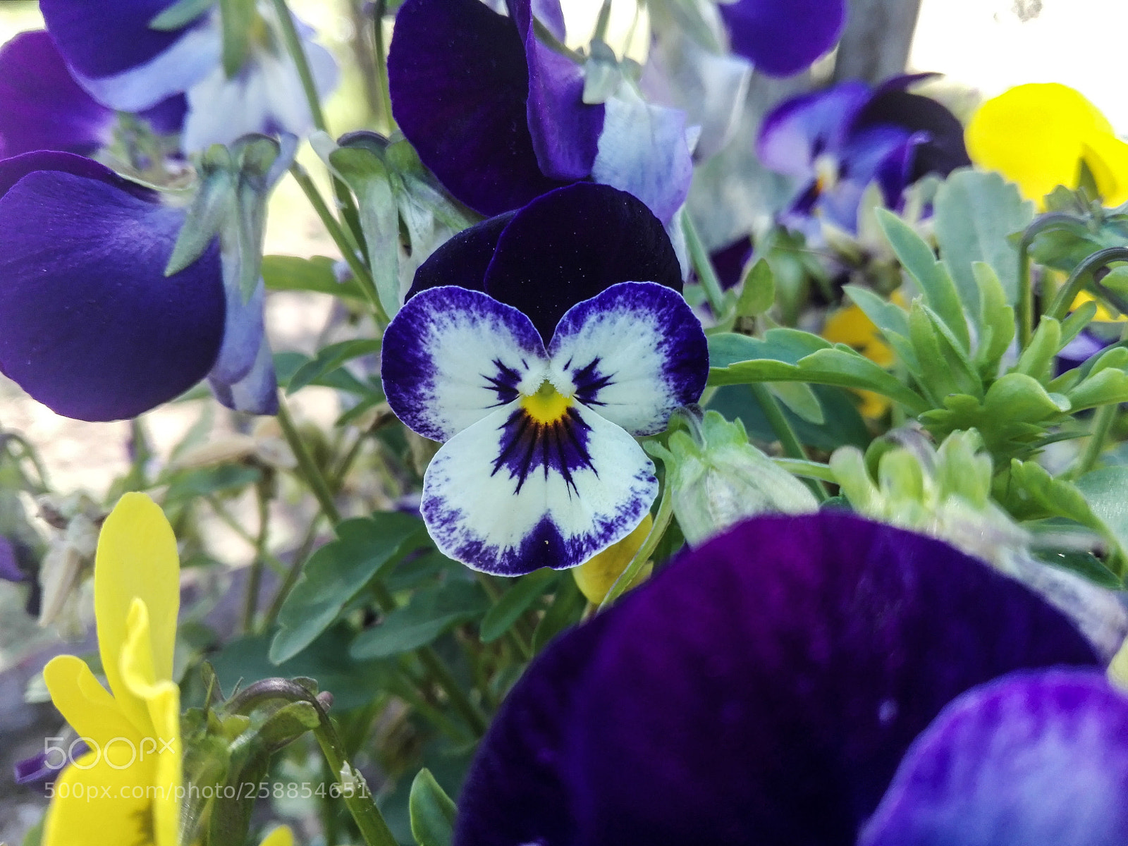 HUAWEI P8 Lite sample photo. Stiefmütterchen photography