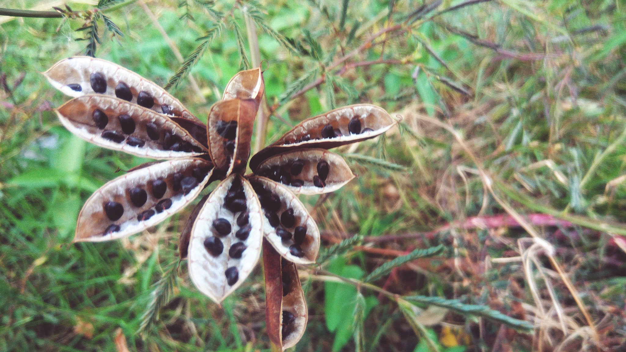 ASUS ZenFone 3 Max (ZC553KL) sample photo. Wilted photography