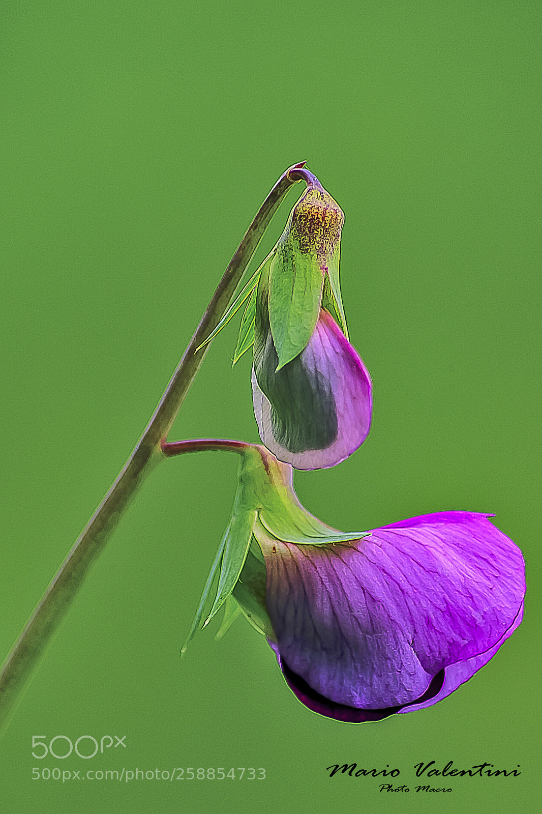 Nikon D700 sample photo. Pisum sativum. photography