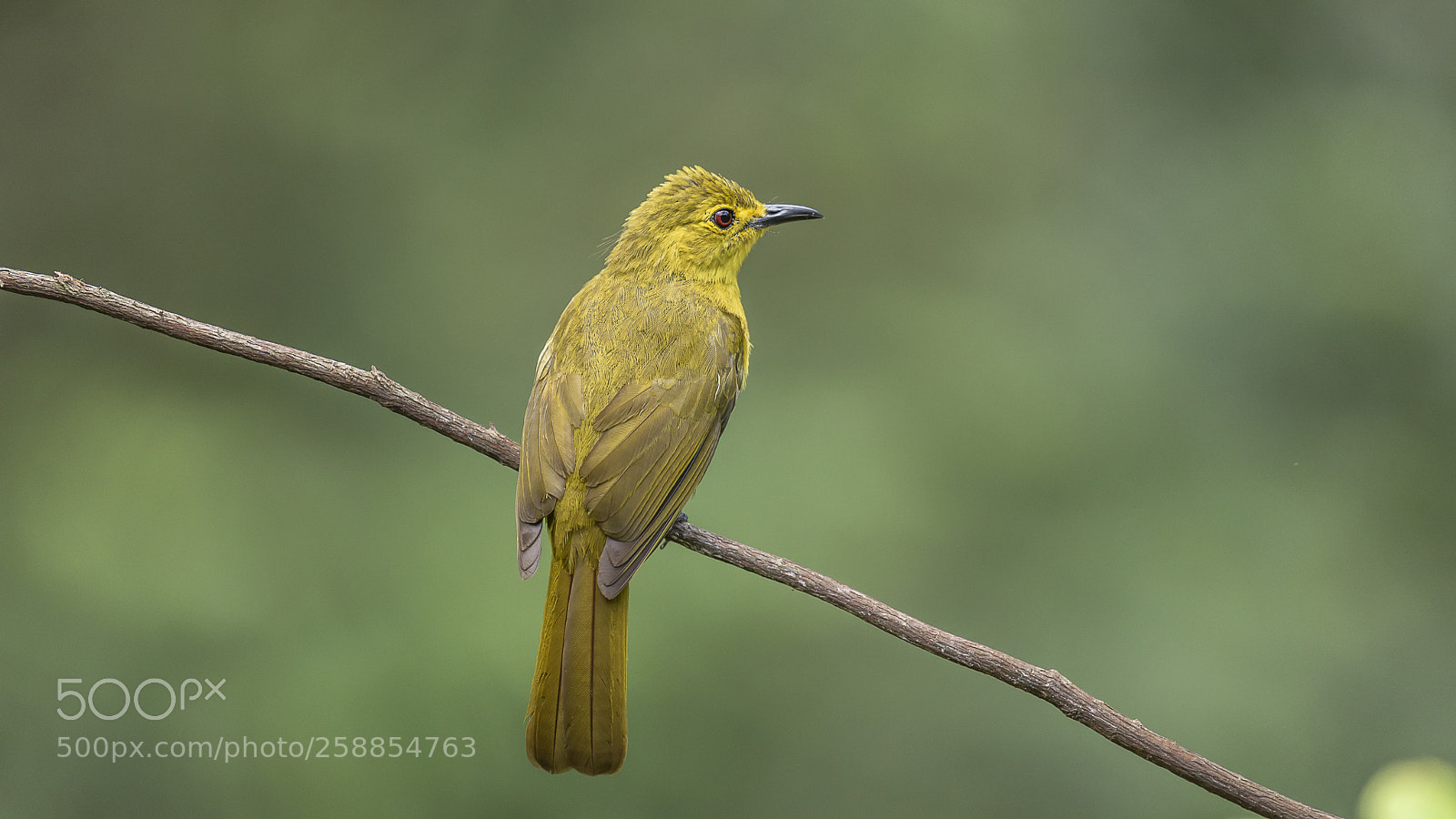 Nikon D750 sample photo. Yellow browed bulbul @ munnar photography