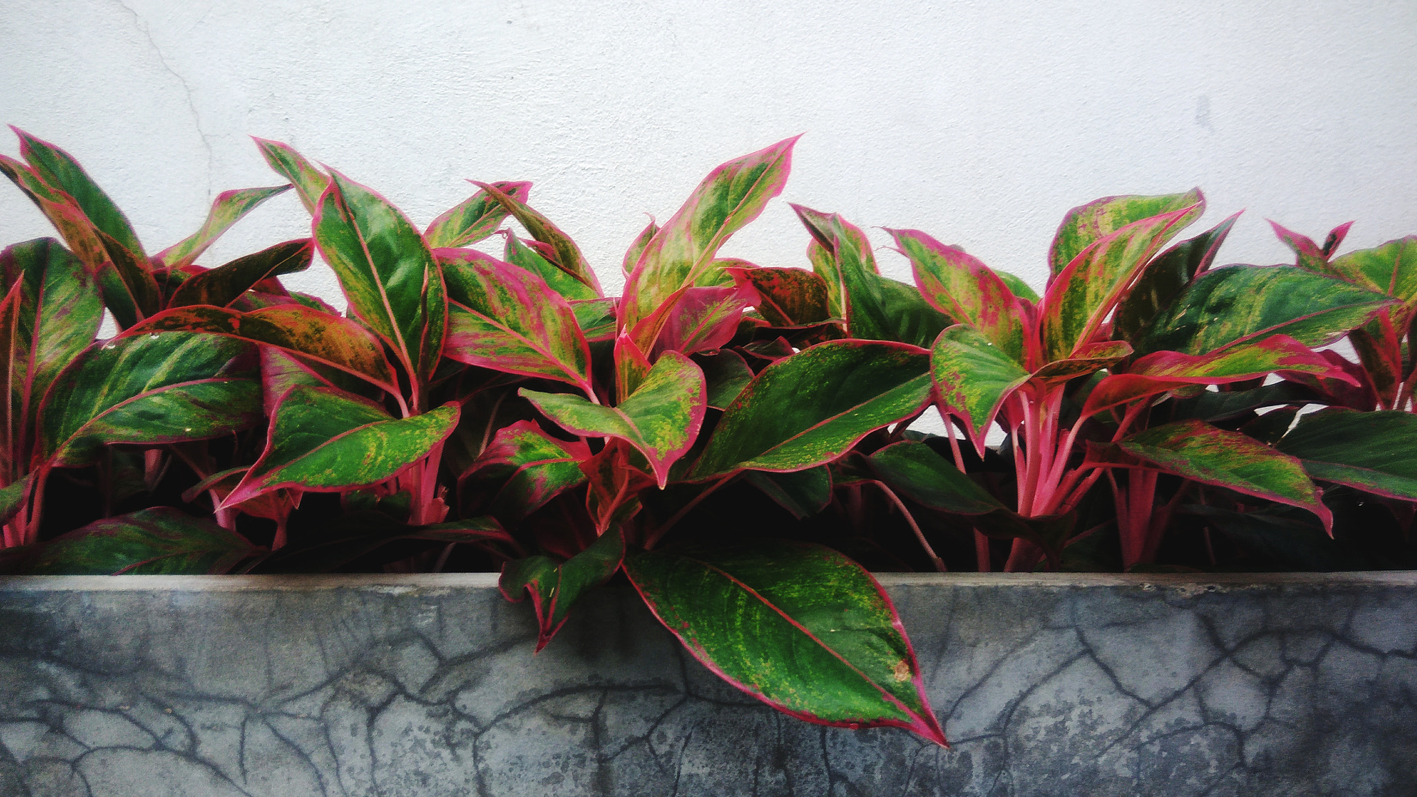 ASUS ZenFone 3 Max (ZC553KL) sample photo. Beautiful ornamental plants photography
