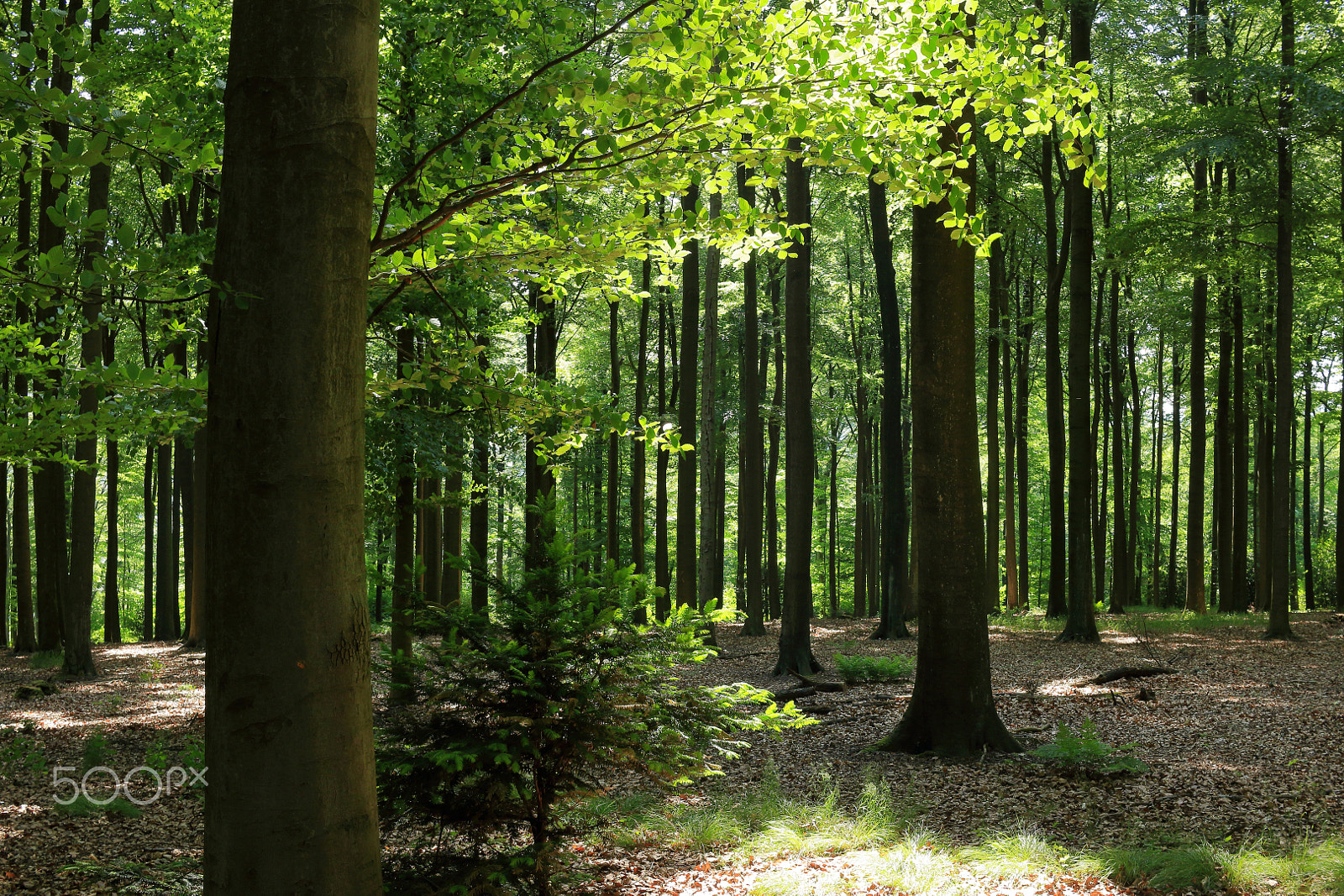 Canon EF-S 24mm F2.8 STM sample photo. Forest peacefully photography