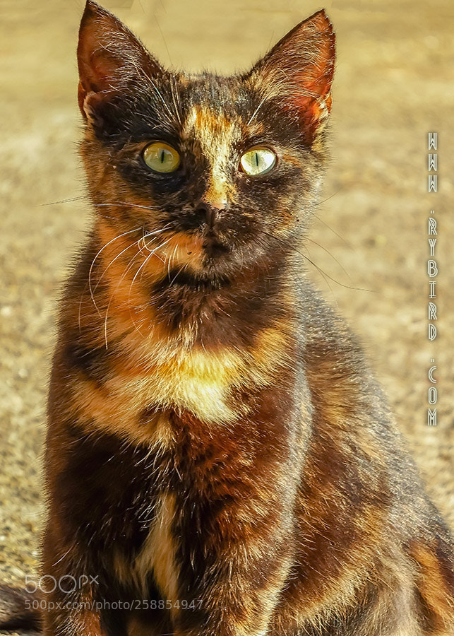 Fujifilm FinePix S1 sample photo. Hybrid sits photography