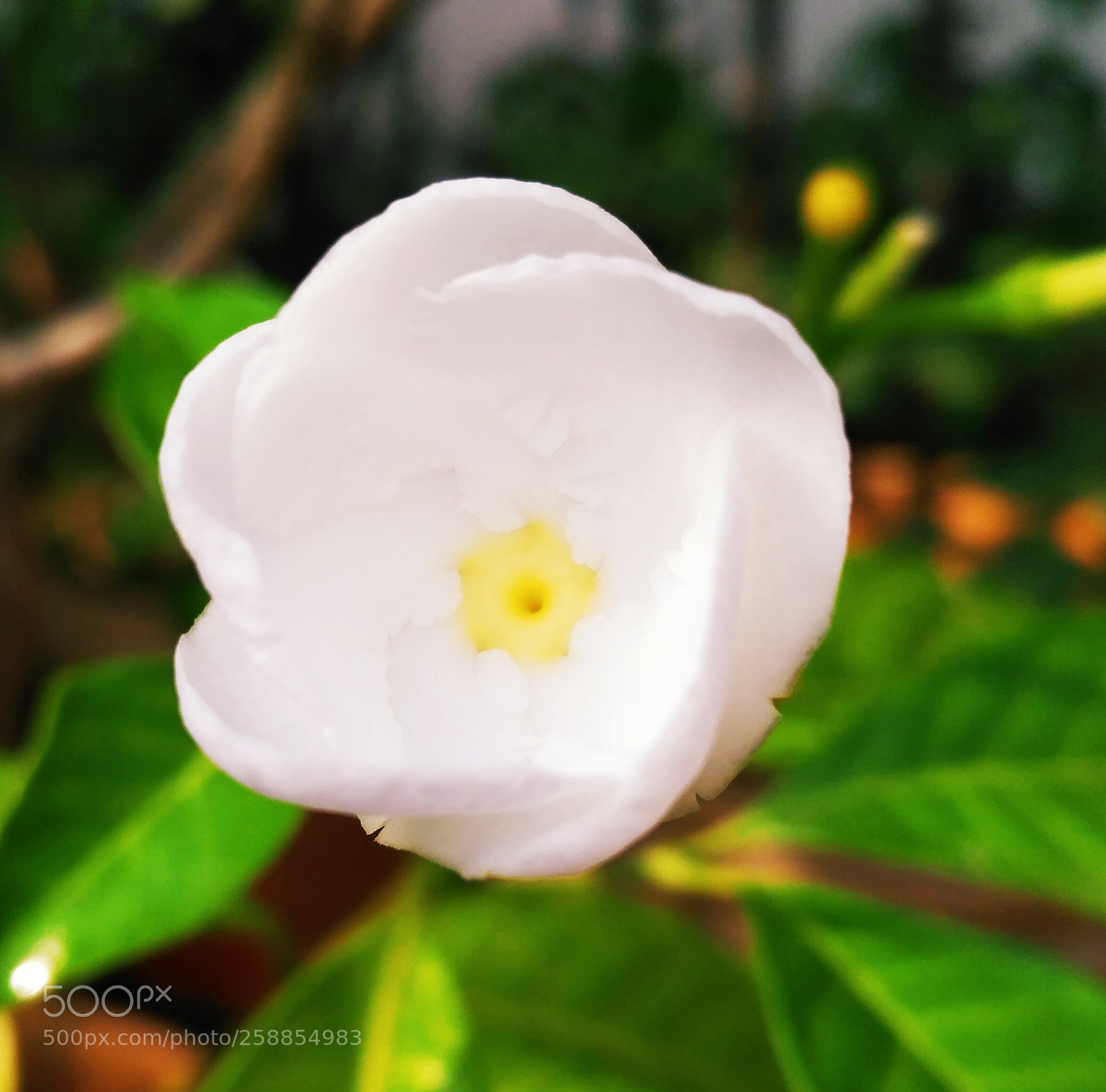 Xiaomi Redmi 3S sample photo. Spring summer buddy photography