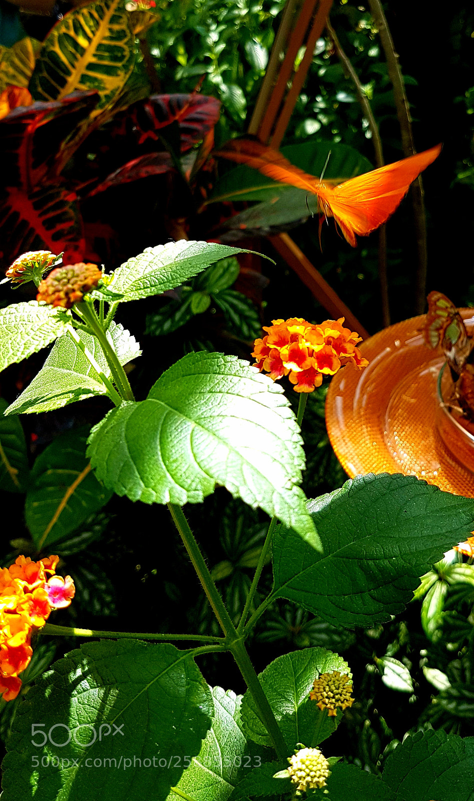 Samsung Galaxy S7 sample photo. Butterfly fly .... photography