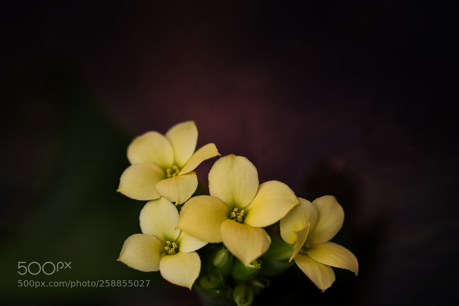 Nikon D750 sample photo. Kalanchoe photography