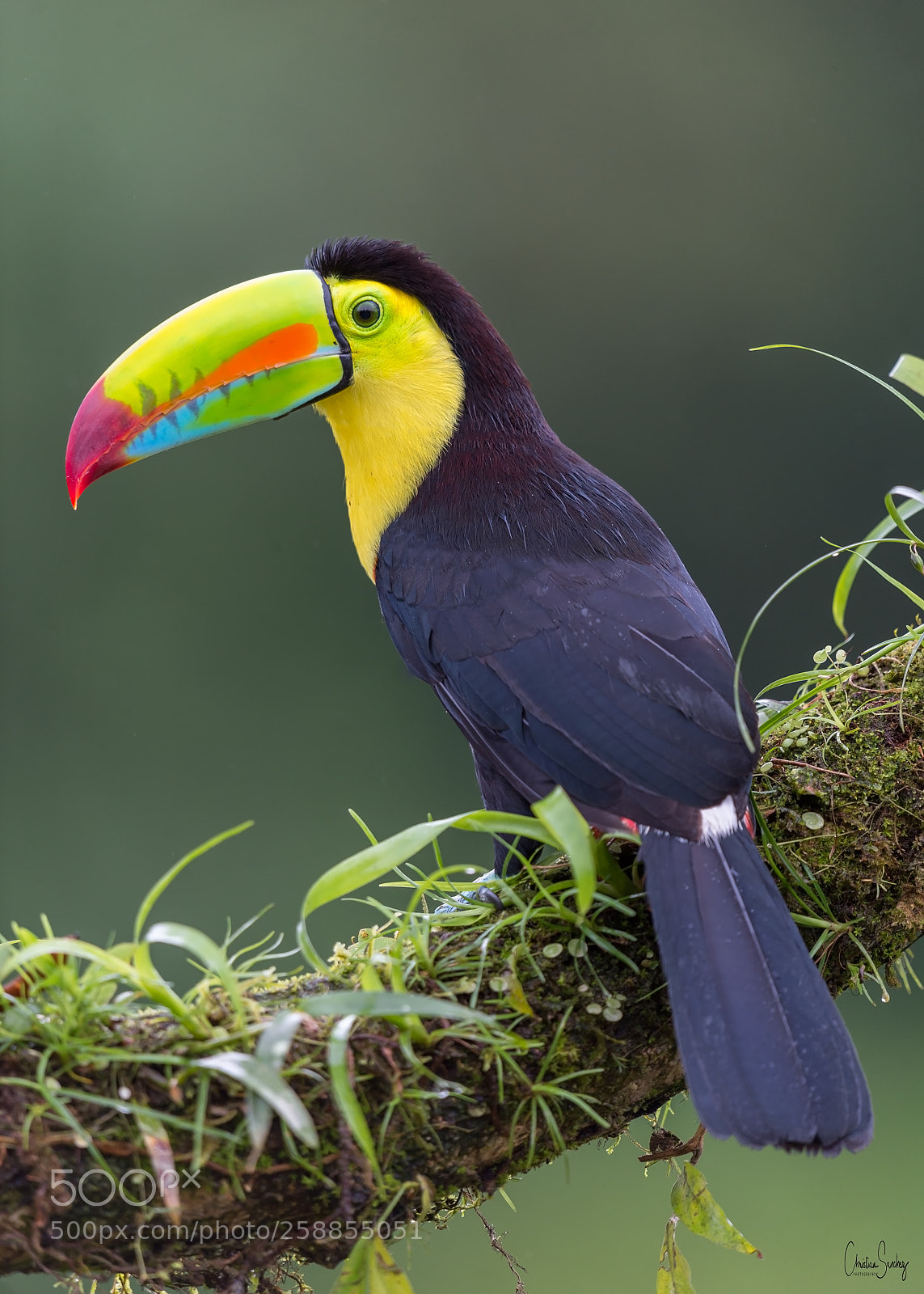 Nikon D4 sample photo. Keel-billed toucan photography