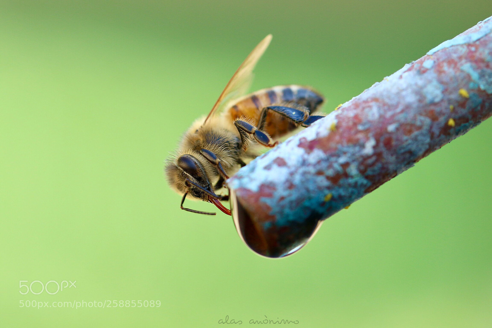Canon EOS 7D Mark II sample photo. Untitled photography