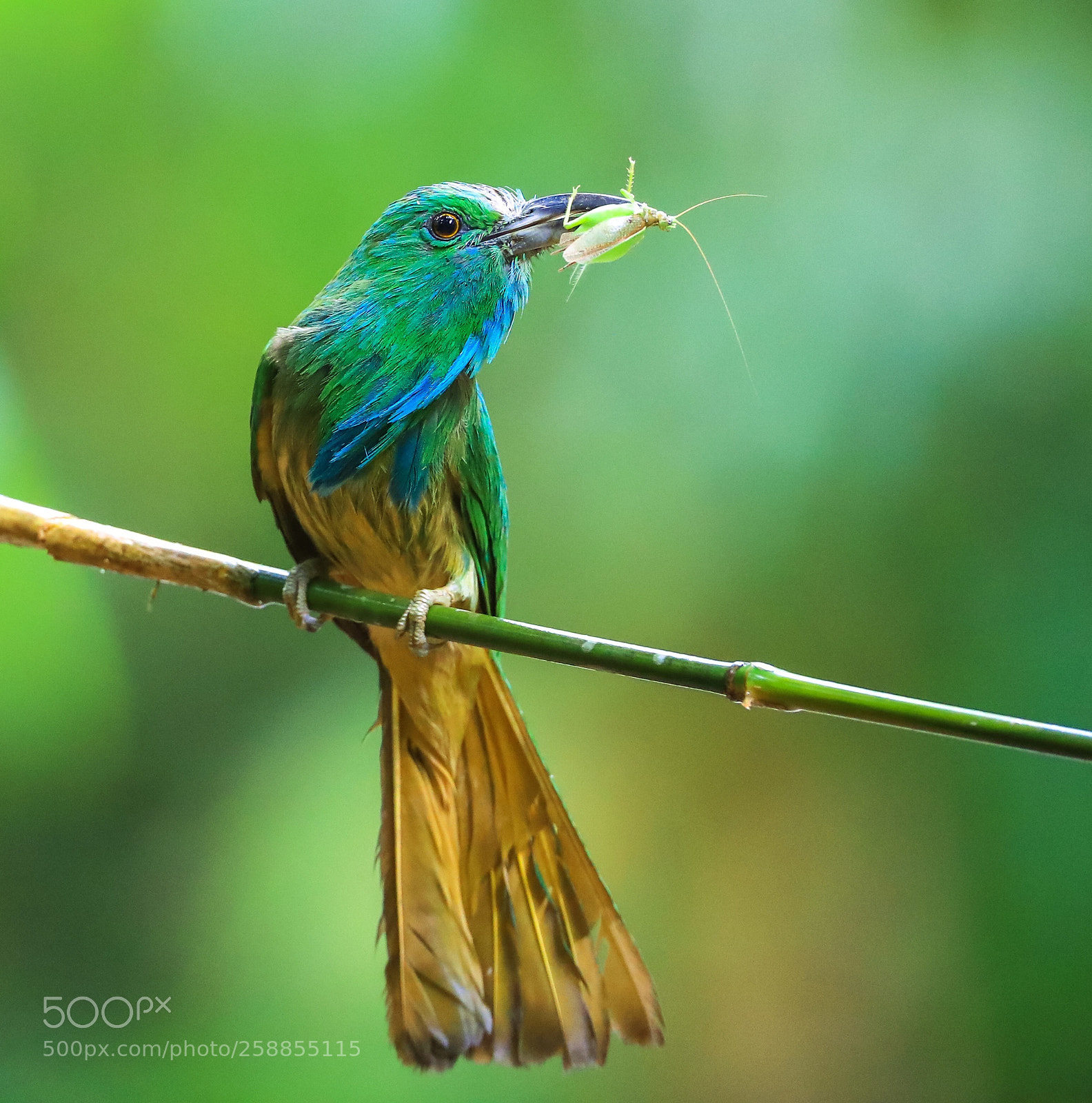 Canon EOS-1D X Mark II sample photo. Blue-bearded bee-eater@thailand.  photography