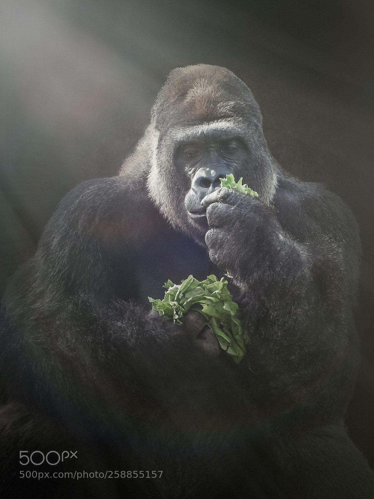Nikon D300 sample photo. Gorilla at disney's animal photography