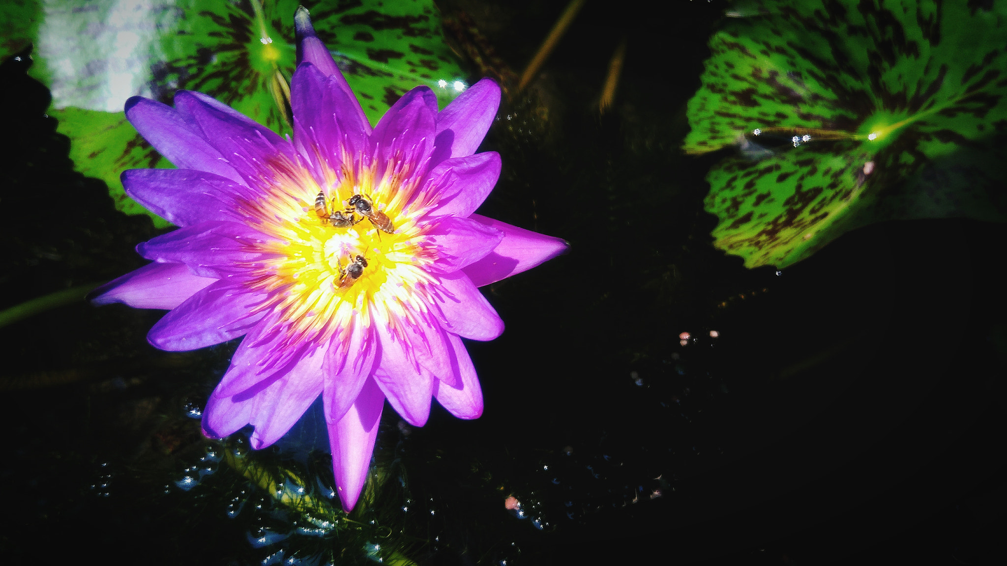ASUS ZenFone 3 Max (ZC553KL) sample photo. Beautiful lotus flower photography