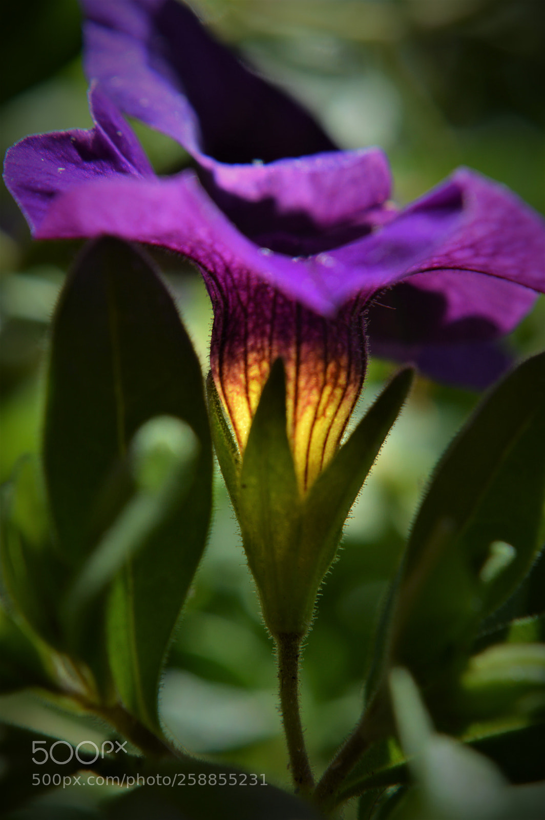 Nikon D3200 sample photo. Outdoor lighting photography