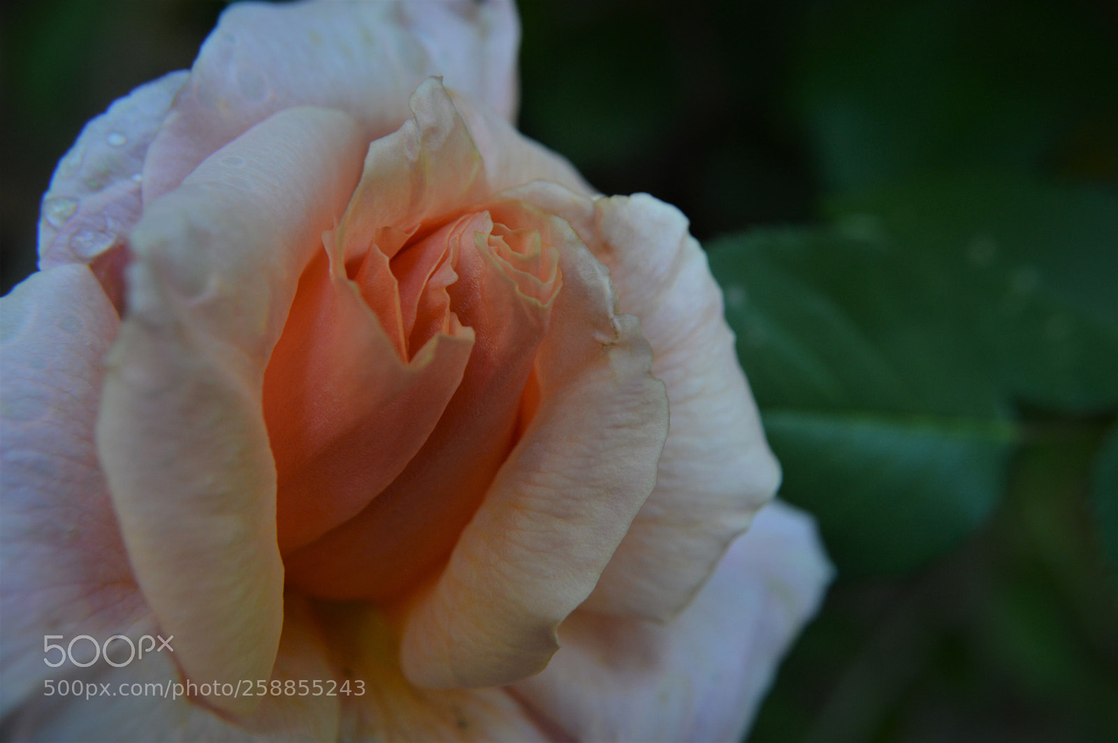 Nikon D3200 sample photo. Rose this morning photography