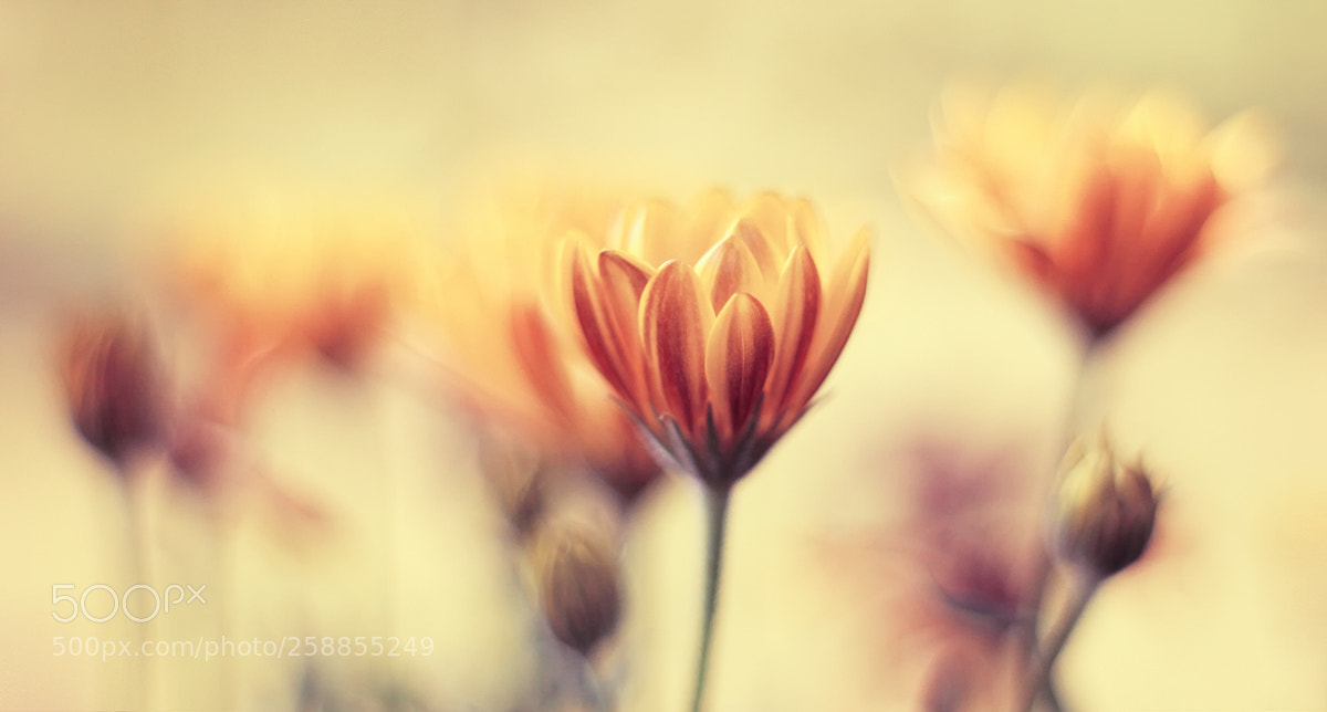 Canon EOS 5D Mark II sample photo. Springtime photography