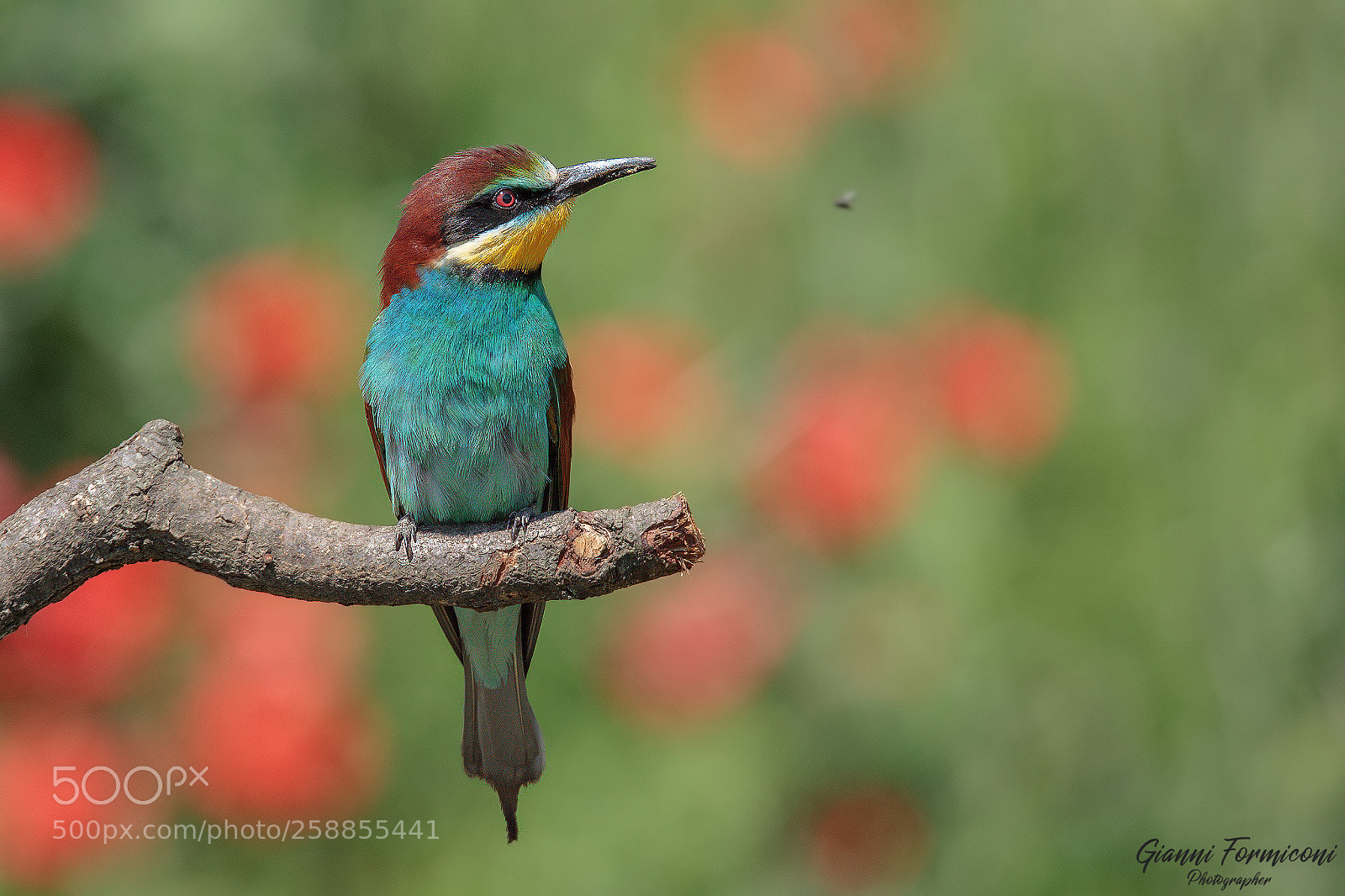 Canon EOS 5D Mark IV sample photo. Bee eater photography