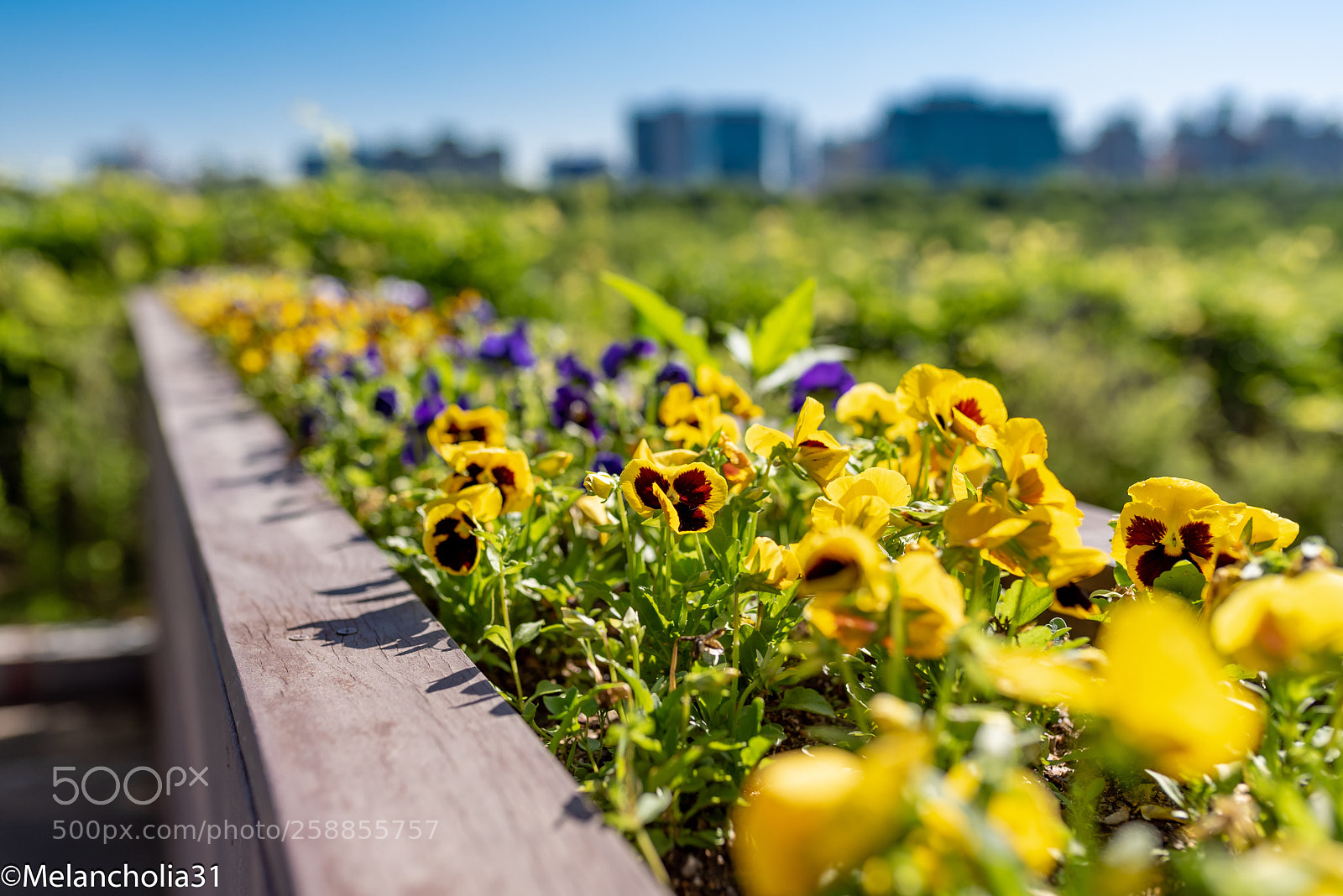 Nikon D750 sample photo. Flowers & building photography