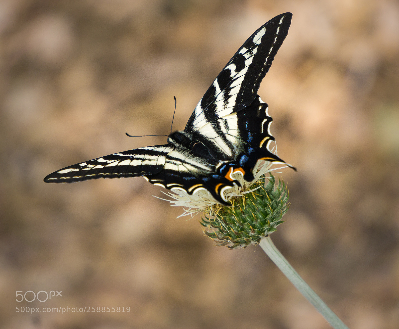 Sony a6000 sample photo. Butterfly on thistle photography