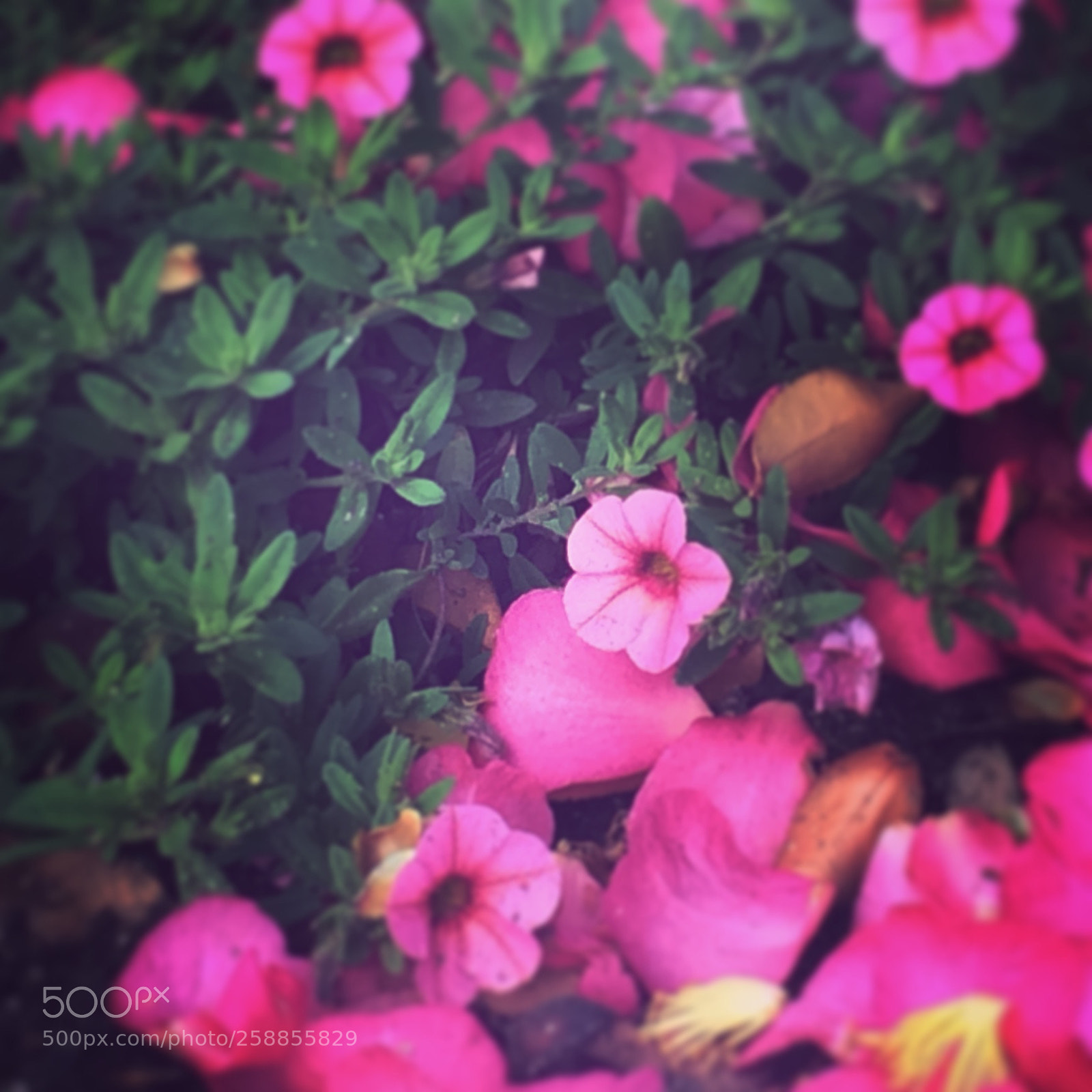 Apple iPhone 5s sample photo. Flowers photography