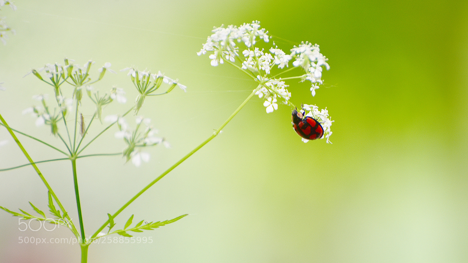 Nikon D810 sample photo. Untitled photography