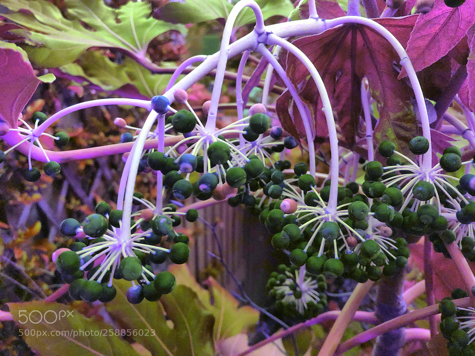 Apple iPhone X sample photo. Blueberry fireworks photography